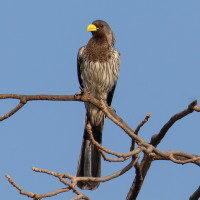 Western Plantain-eater